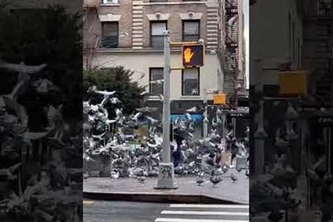 All hail Pigeon Lady!