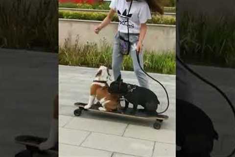 British bulldog skateboards into pond