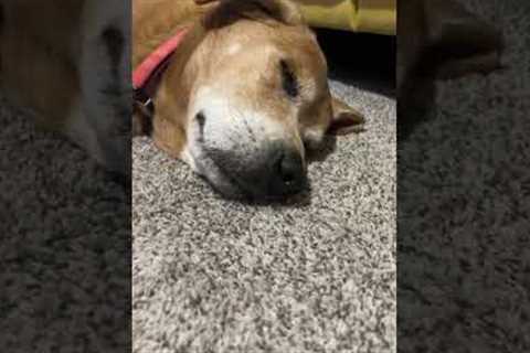 Dreaming dog wakes up smiling