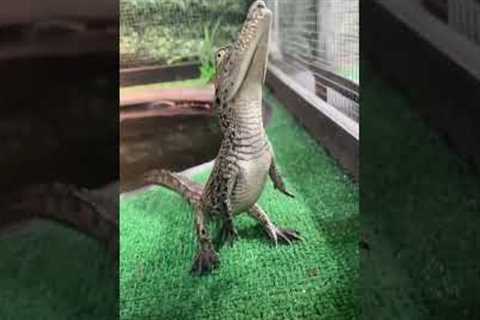 Baby crocodile looks adorable when it stands up