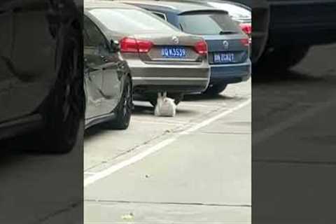 Cat caught doing sit-ups under a car