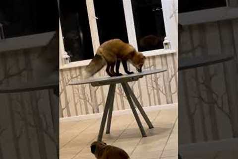 Playful rescue fox tries to catch own reflection