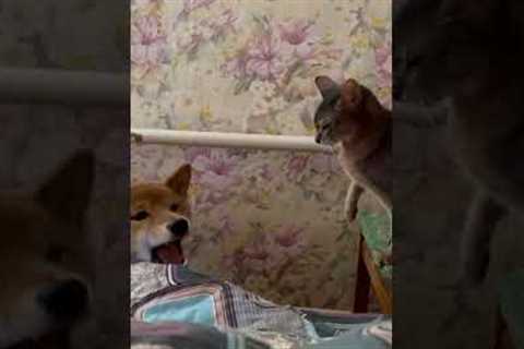 Shiba Inu hilariously complains to cat