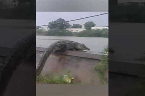 Huge crocodile trying to climb a river bank