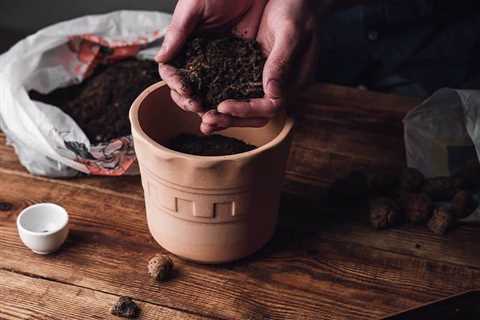 Finest Potting Soil in 2022 (Evaluations and Comparability)