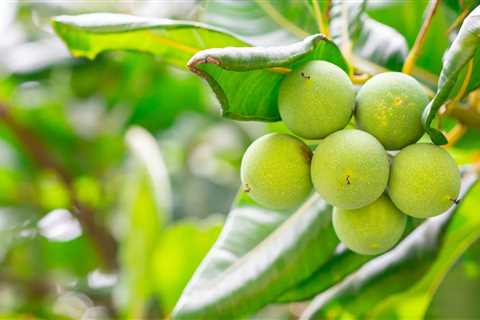 Tamanu Oil: Unlocking the Secret for Acne-Prone Skin