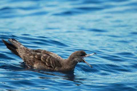 “Plasticosis”: a brand-new plastic-related illness impacting seabirds