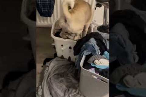 Hilarious pug named Winston scopes out new cozy spot and ends up in the dirty laundry!