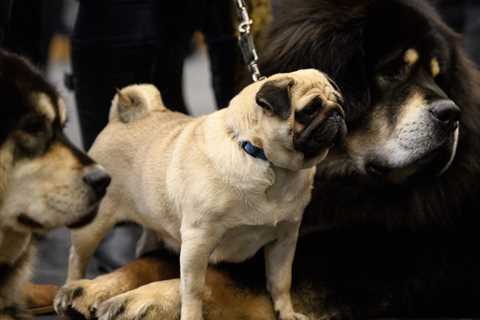 Crufts organisers reply to criticism about permitting flat-faced canines to compete in present