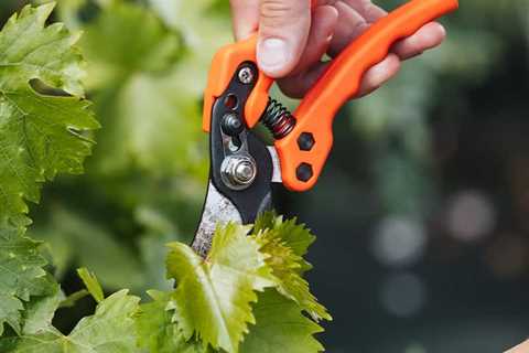 Finest Pruning Shears in 2022 (Opinions and Comparability)