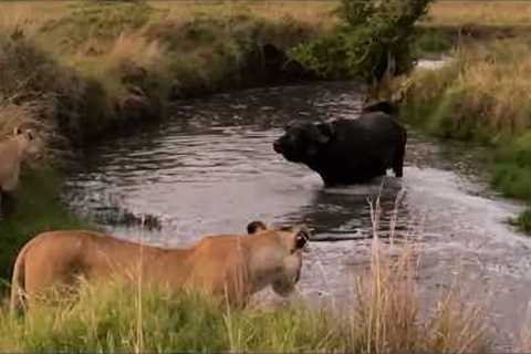 Brave buffalo escapes attack from 15 lions and three hippos