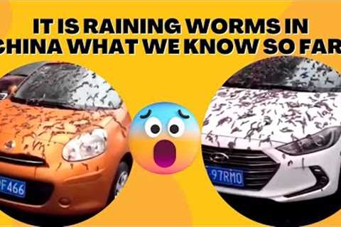 Strange Happenings In China😳Viral Video Show It''s Raining Worms. What Is Happening?