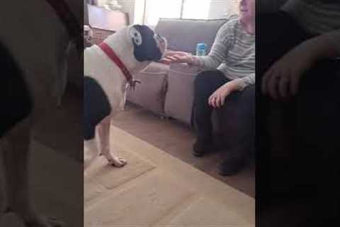 Dog accidently spits ball at owners face 😂