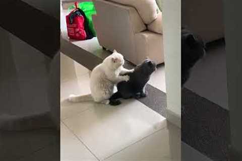 Hardworking cat gives friend a satisfying massage