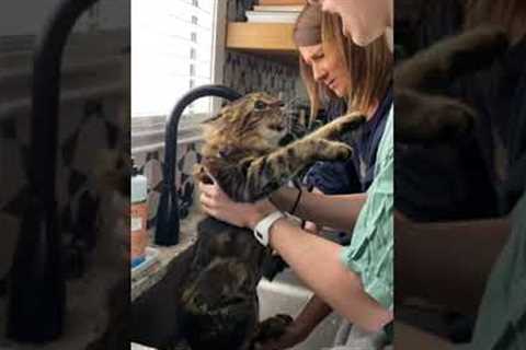 Betrayed cat angrily meows at woman giving it a bath