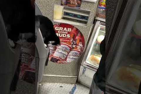 Ninja cat tries to steal man's cash from ATM