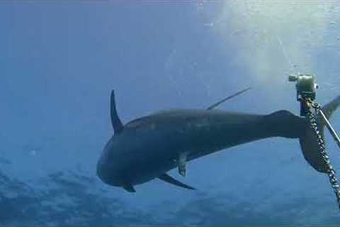 Massive bluefin tuna chases bull shark away after charging at its tail