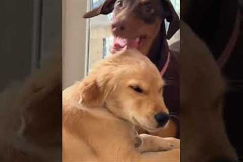 Silly dog puts sibling's entire face in its mouth