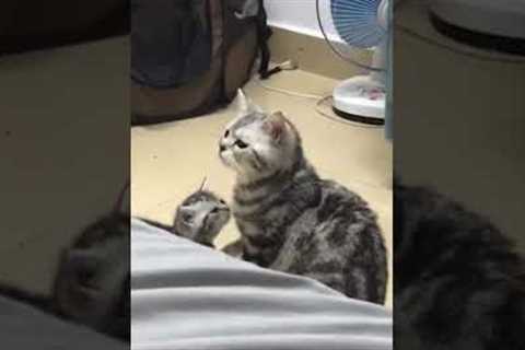 Mother cat freaked out by her kitten 😂