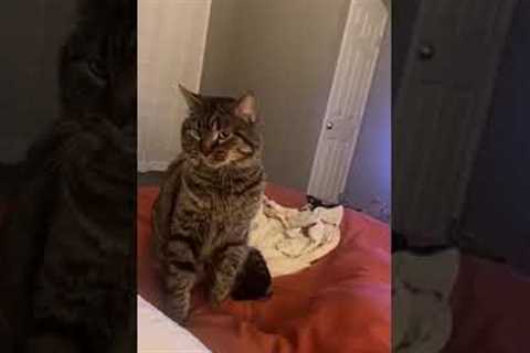 Cat not impressed with humans tricks!