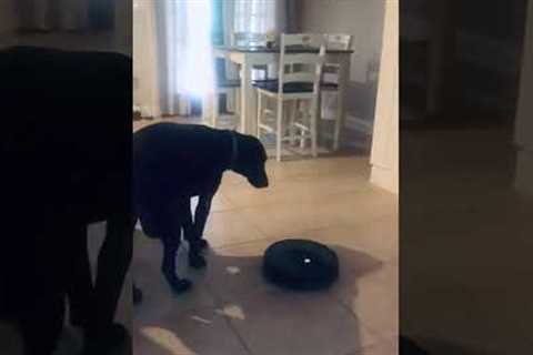 Dog fed up of noisy robot vacuum