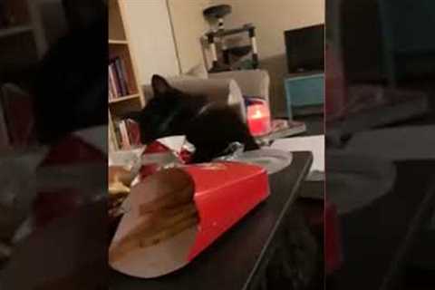 Hungry cat tries swiping burger from owner