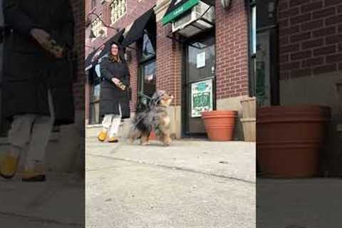 Proud dog walks around showing off his favorite stick!