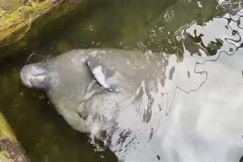 Massive manatee rolls upside down to drink fresh water drop-by-drop