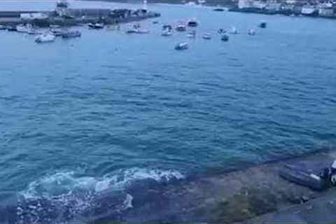 Huge shark found swimming during high tide in Cornwall