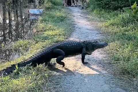 Video Shows Huge Gator Crossing Swamp Trail in Naples, Florida – NBC 6 South Florida