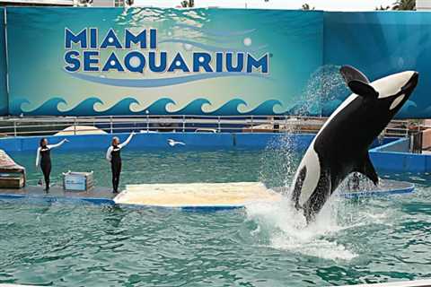 Orca Lolita is released after more than 50 years in captivity – •