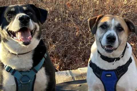 Bonded canine pair in New York able to be adopted by loving residence: ‘Dynamic duo’