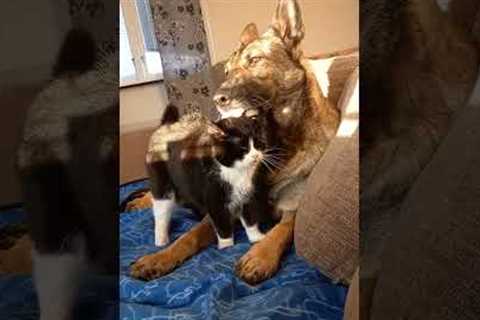 Best friends for years, cute cat and dog love to cuddle