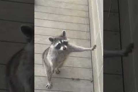 Shy raccoon approaches human on two legs