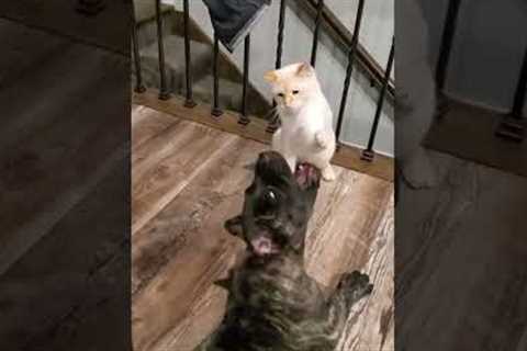 Cat slaps sense into a dog