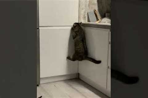 Hungry cat successfully opens food drawer