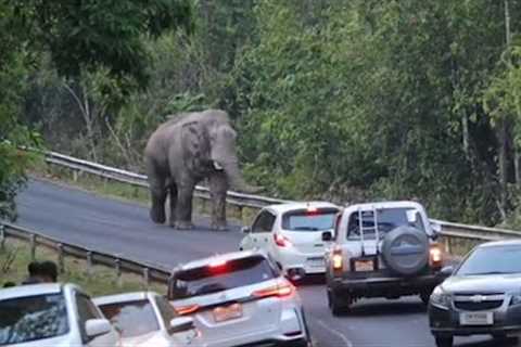 Fierce wild elephant pushes back cars along mountain road