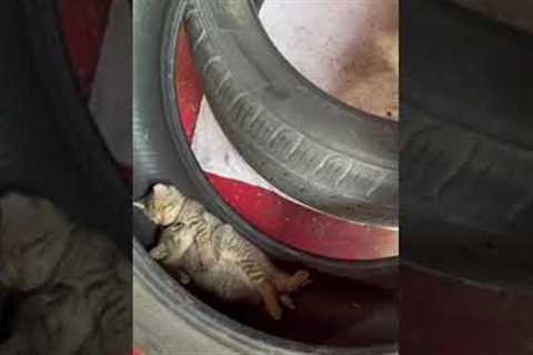 Kittens born inside auto shop cuddle in an old car tire