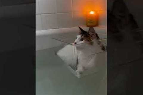 Cat floats in bathtub with makeshift 'boat'