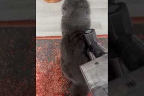 Cat adores being brushed with vacuum