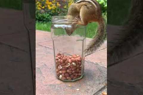 Hasty chipmunk gets caught in a cookie jar