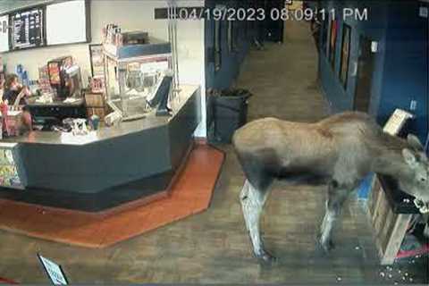 Moose wanders into cinema and snacks on popcorn in Alaska