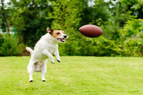 Cleveland Browns officially announce pet insurers