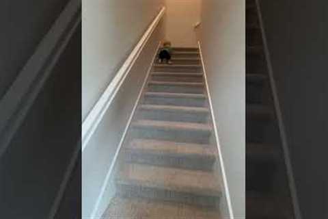 Adorable toddler masters the art of walking down stairs