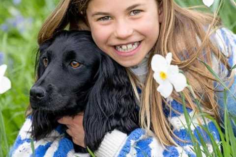 Queen of the high street! Kate Middleton dresses Charlotte in £34 Boden jumper for birthday portrait