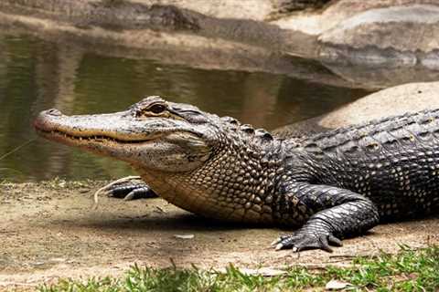 Remains Of Missing Australian Man Found In 2 Crocodiles