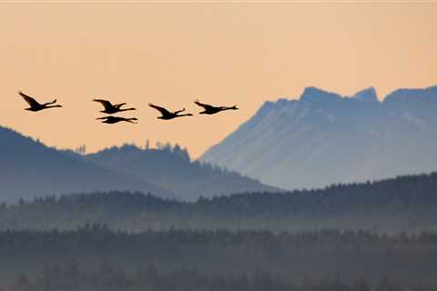 Some Hunters Target Trumpeter Swans. Utah Wants to Stop It Before All Swan Hunting Gets Shut Down