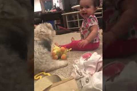 Baby can't stop giggling while playing with dog