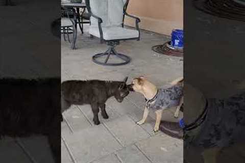 4-week-old goat and small dog love to play with each other