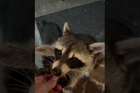 Well-mannered raccoons visit houses for snacks